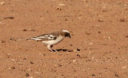 White-browed Sparrow-Weaver (White-tailed) - ML620183699