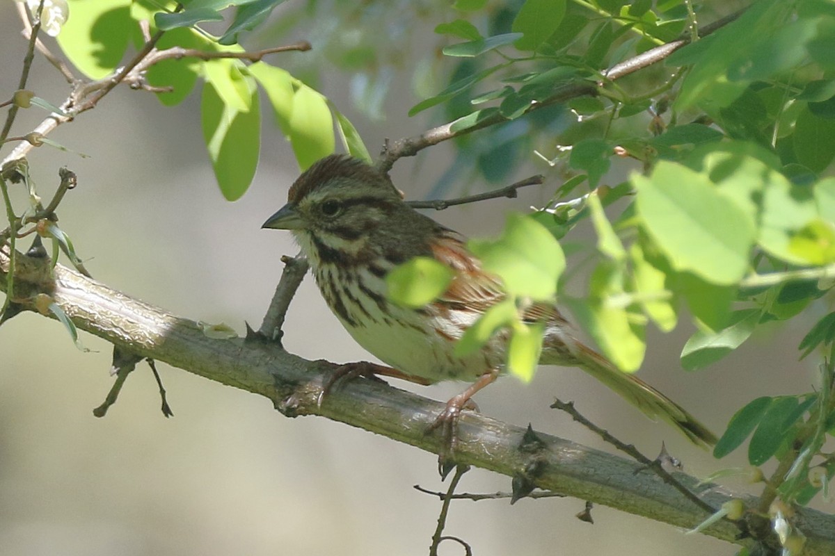 Song Sparrow - ML620183702