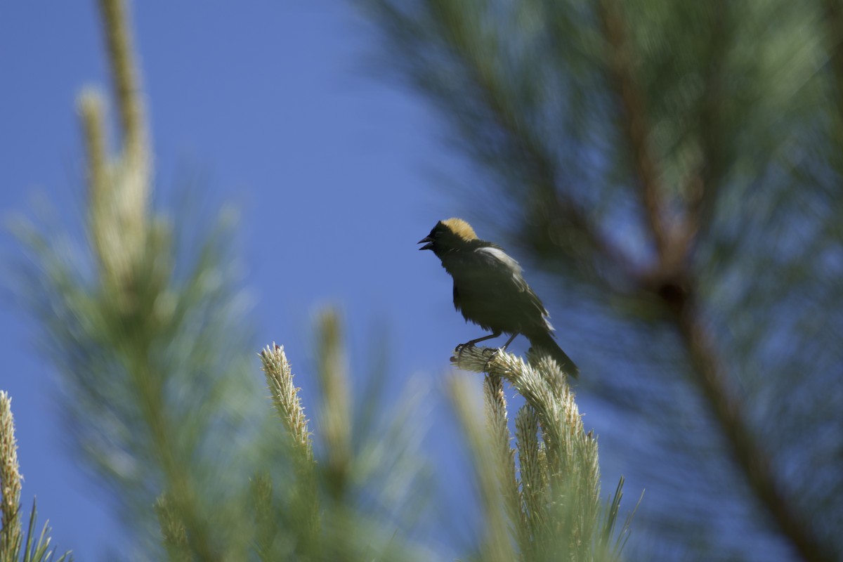 Bobolink - ML620183706