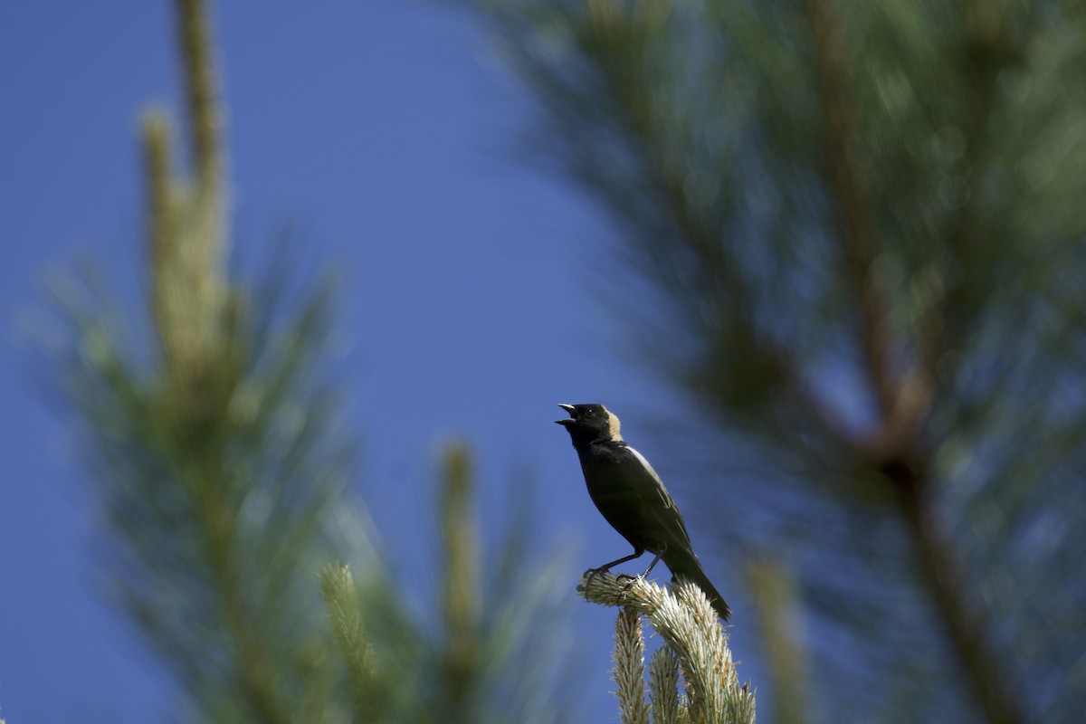 Bobolink - ML620183707