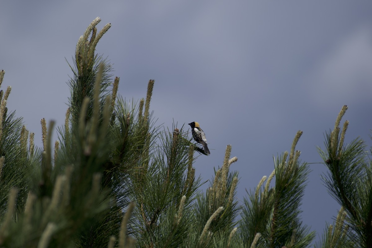 Bobolink - ML620183708