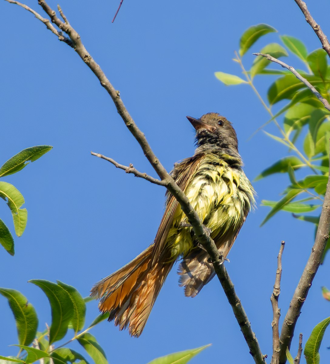 Great Crested Flycatcher - ML620183735