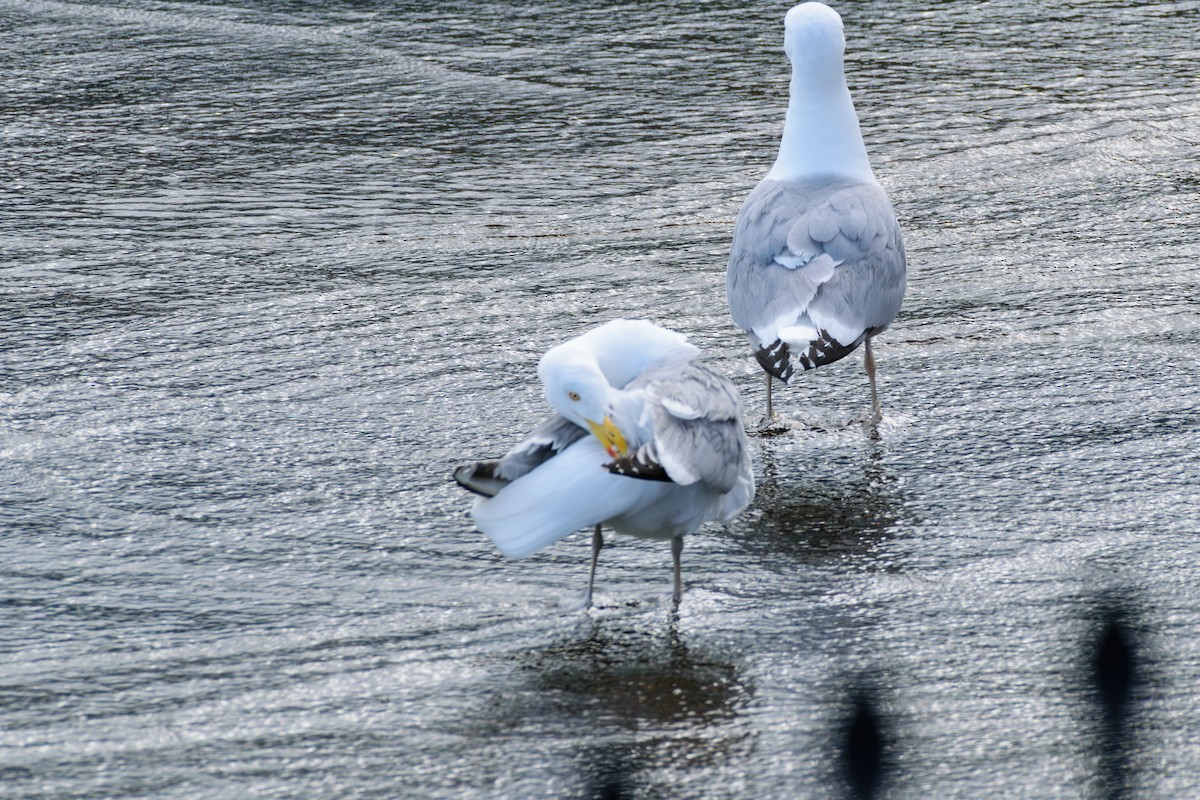 Herring Gull - ML620183738