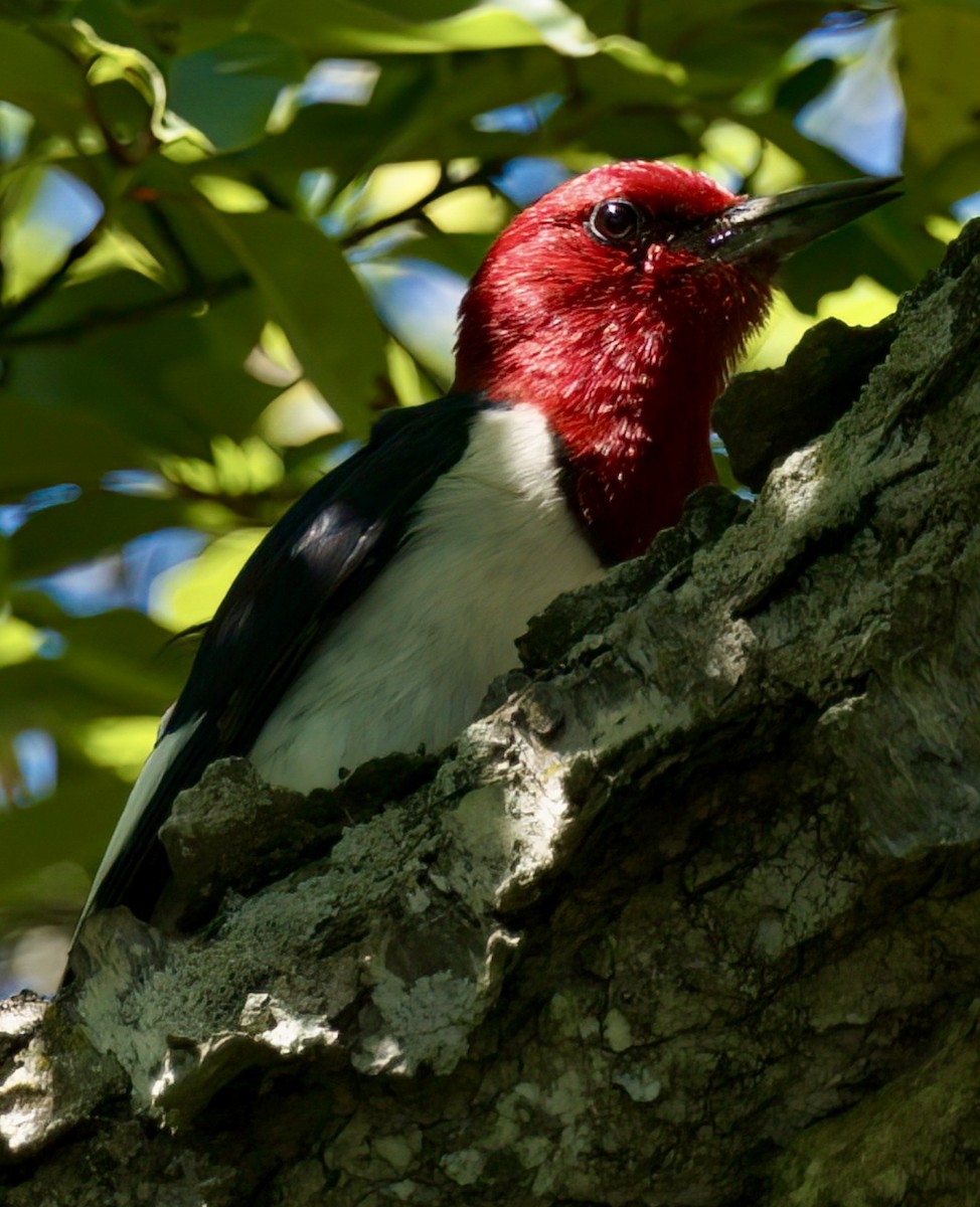 Red-headed Woodpecker - ML620183740