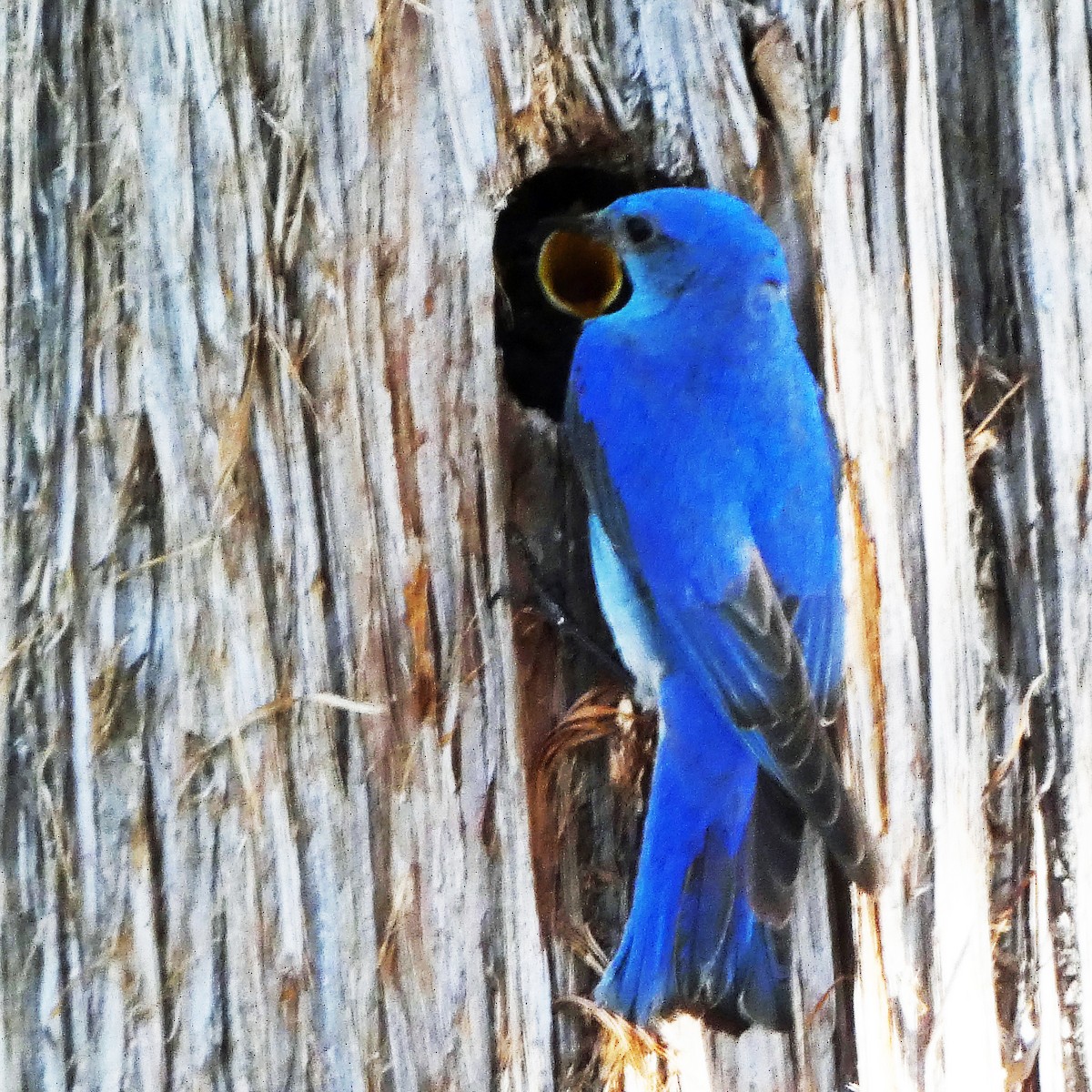 Mountain Bluebird - ML620183744