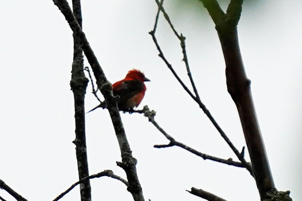 Scarlet Tanager - ML620183745