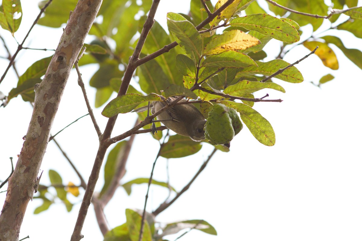 Clay-colored Thrush - ML620183746