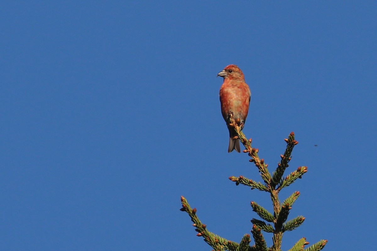 Red Crossbill - Martina Nordstrand