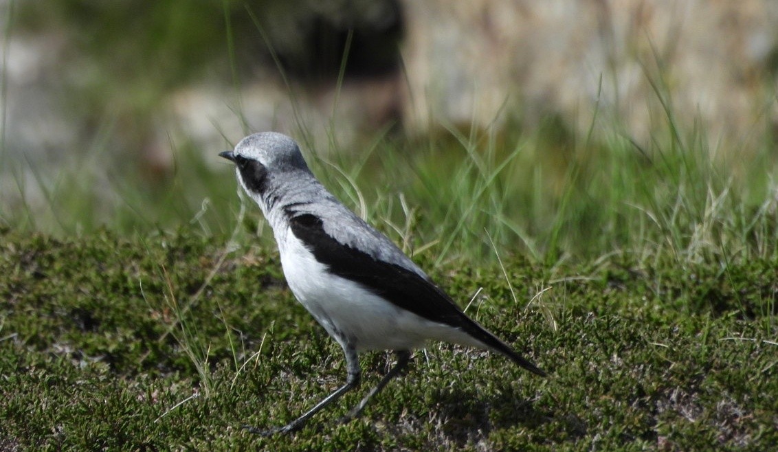 Northern Wheatear - ML620183749