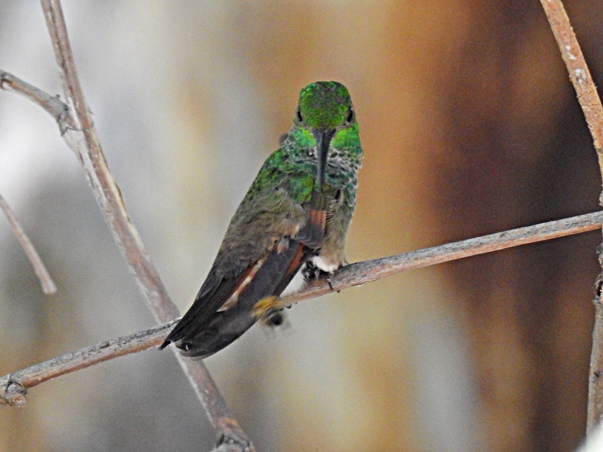 kolibřík mexický - ML620183751