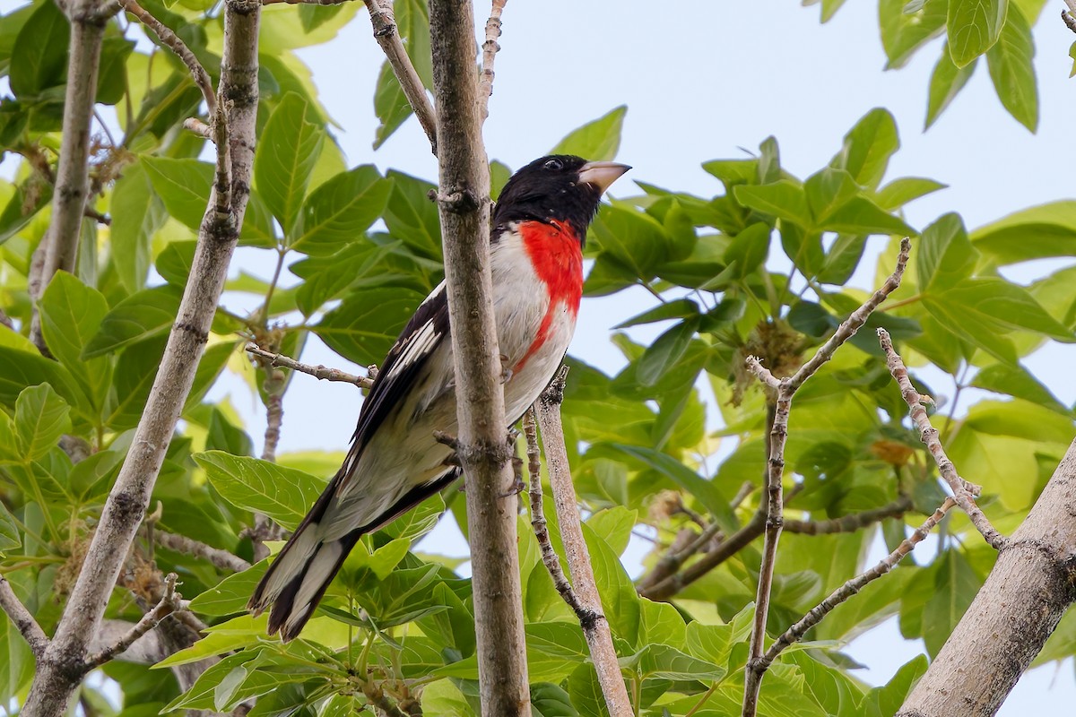 Cardinal à poitrine rose - ML620183755