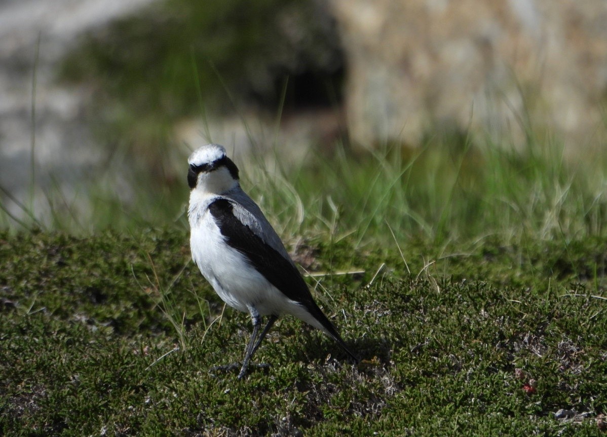 Northern Wheatear - ML620183761