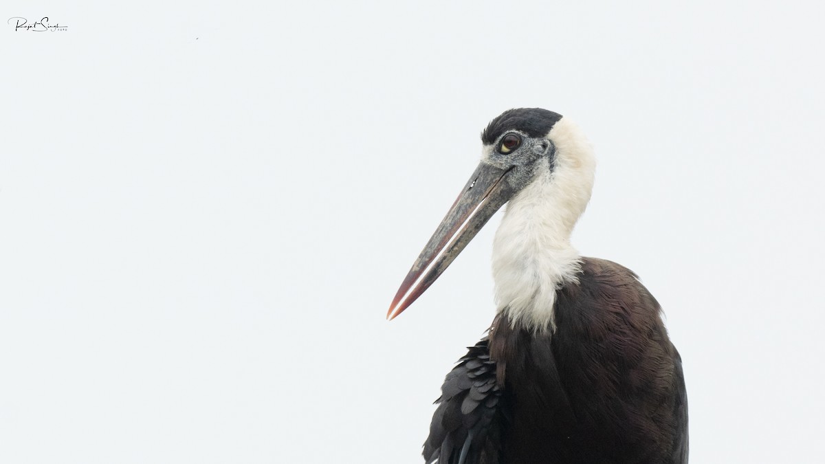 Asian Woolly-necked Stork - Rajat Pal Singh