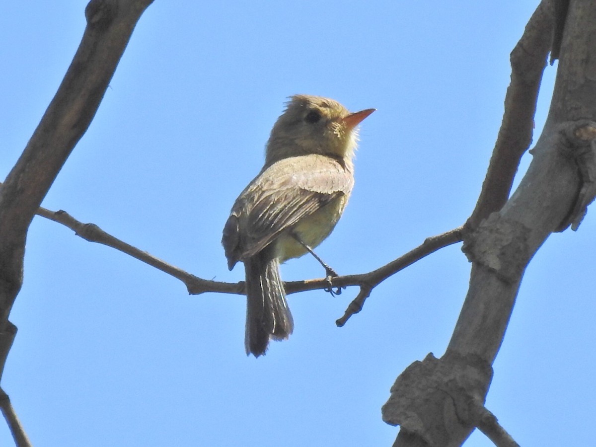 Buff-breasted Flycatcher - ML620183764