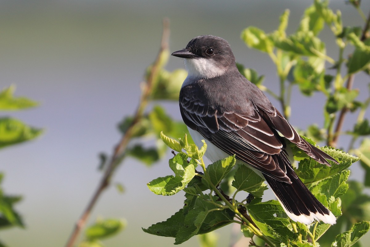 Eastern Kingbird - ML620183766