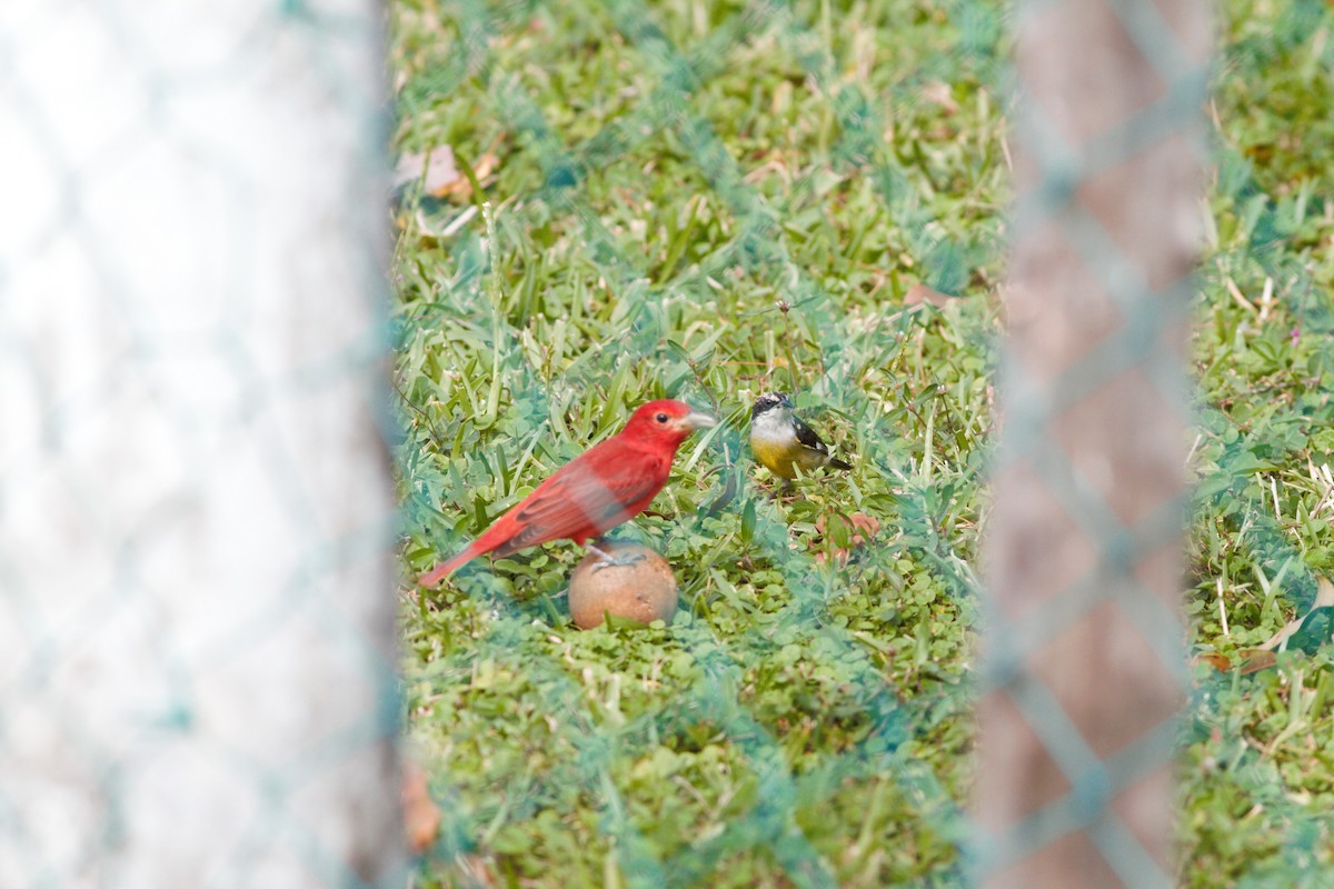 Summer Tanager - ML620183767