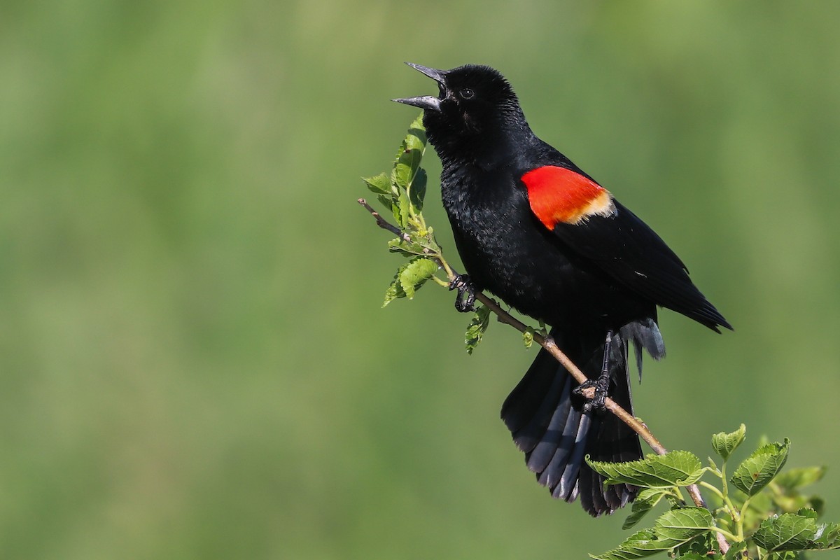 Red-winged Blackbird - ML620183768