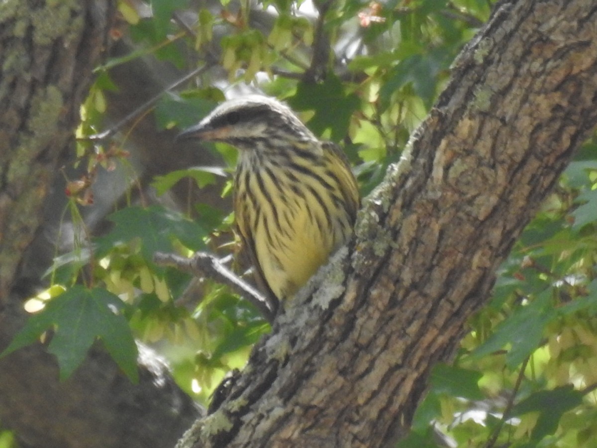 Sulphur-bellied Flycatcher - ML620183769