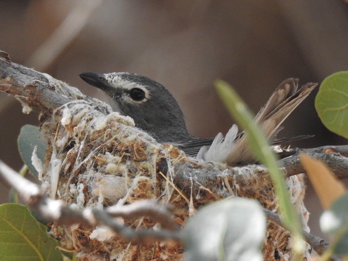 Plumbeous Vireo - ML620183773