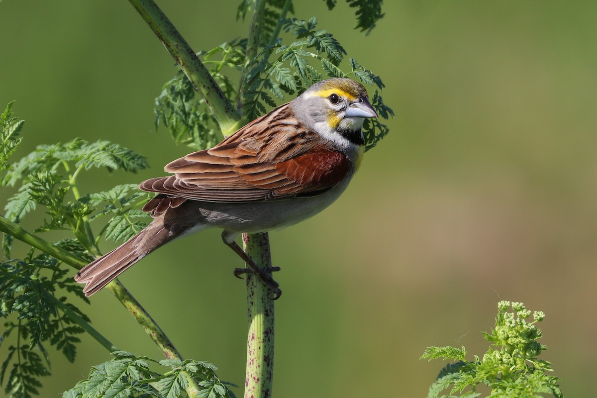 Dickcissel d'Amérique - ML620183774