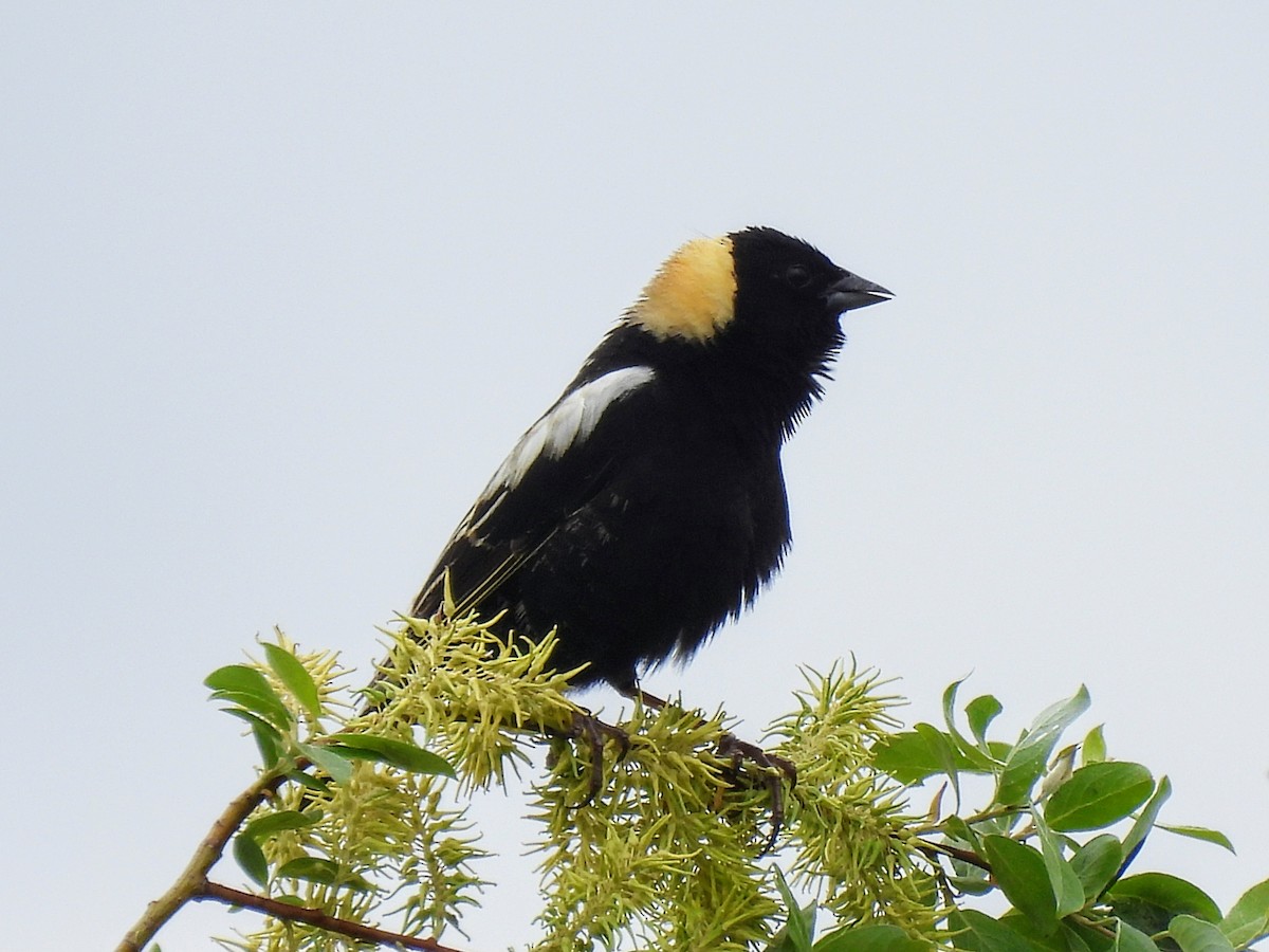 bobolink americký - ML620183780