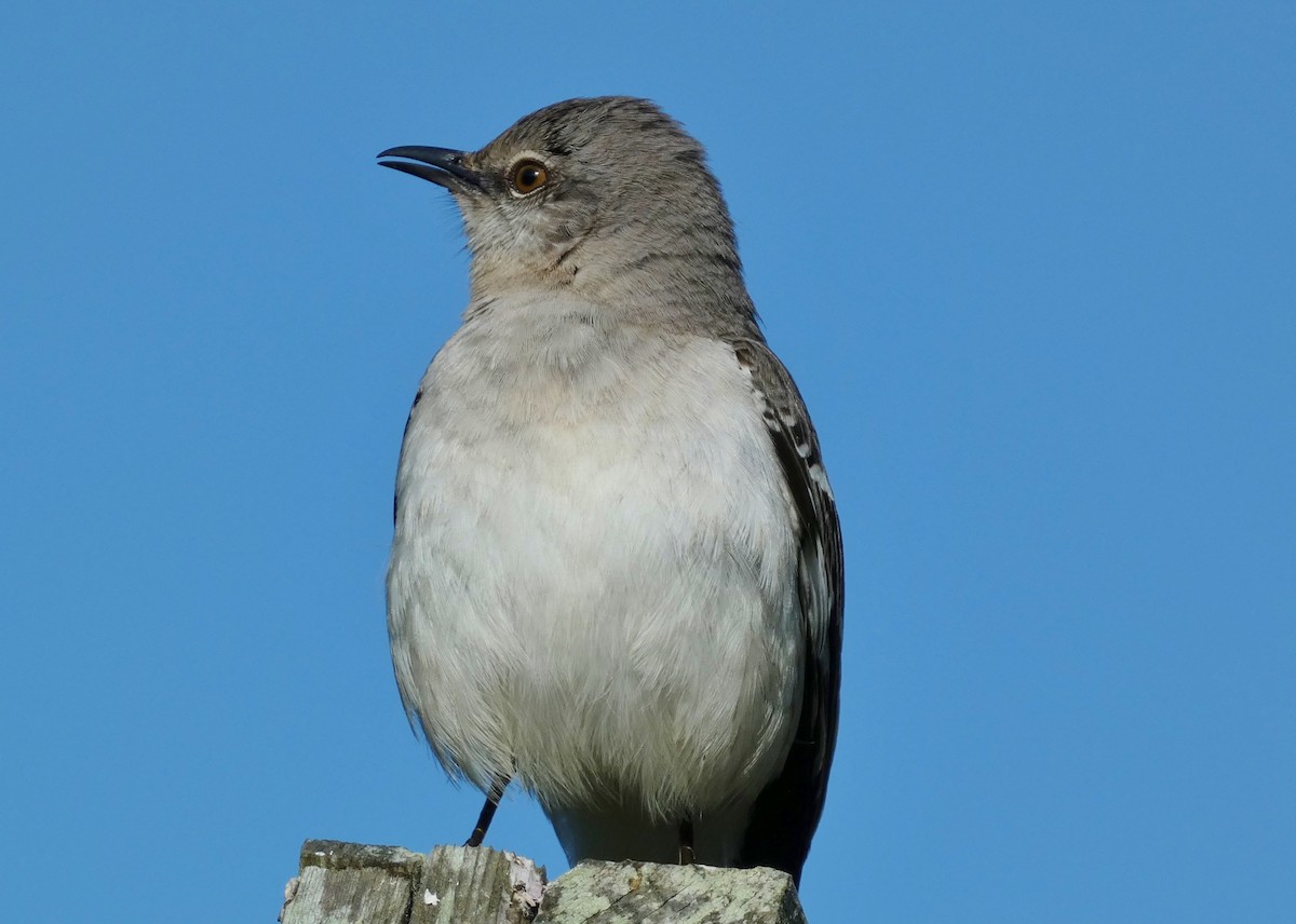 Northern Mockingbird - ML620183785