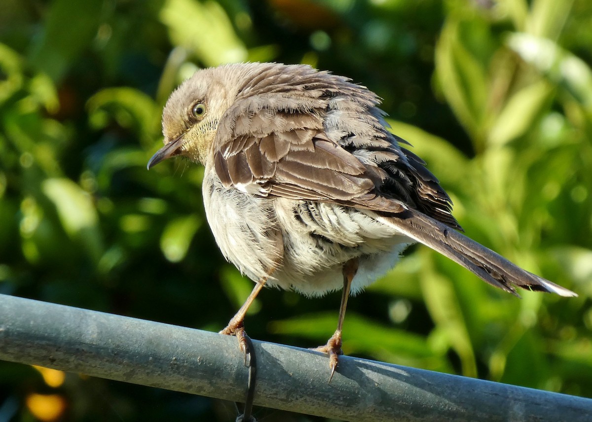 Northern Mockingbird - ML620183786