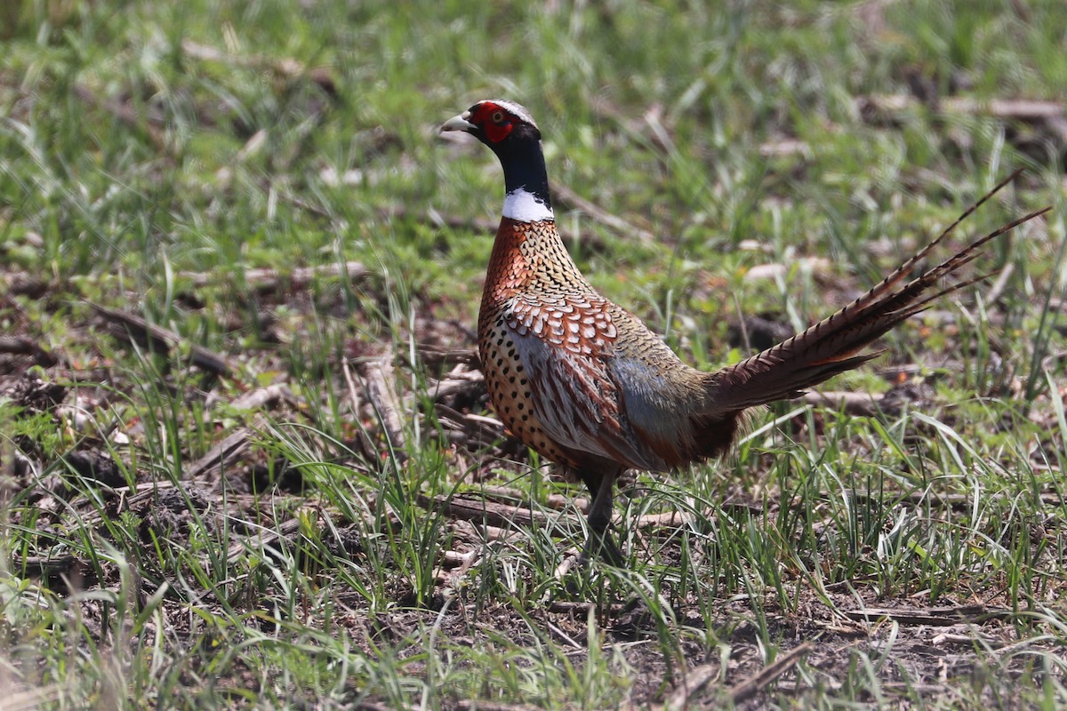 Ring-necked Pheasant - ML620183789