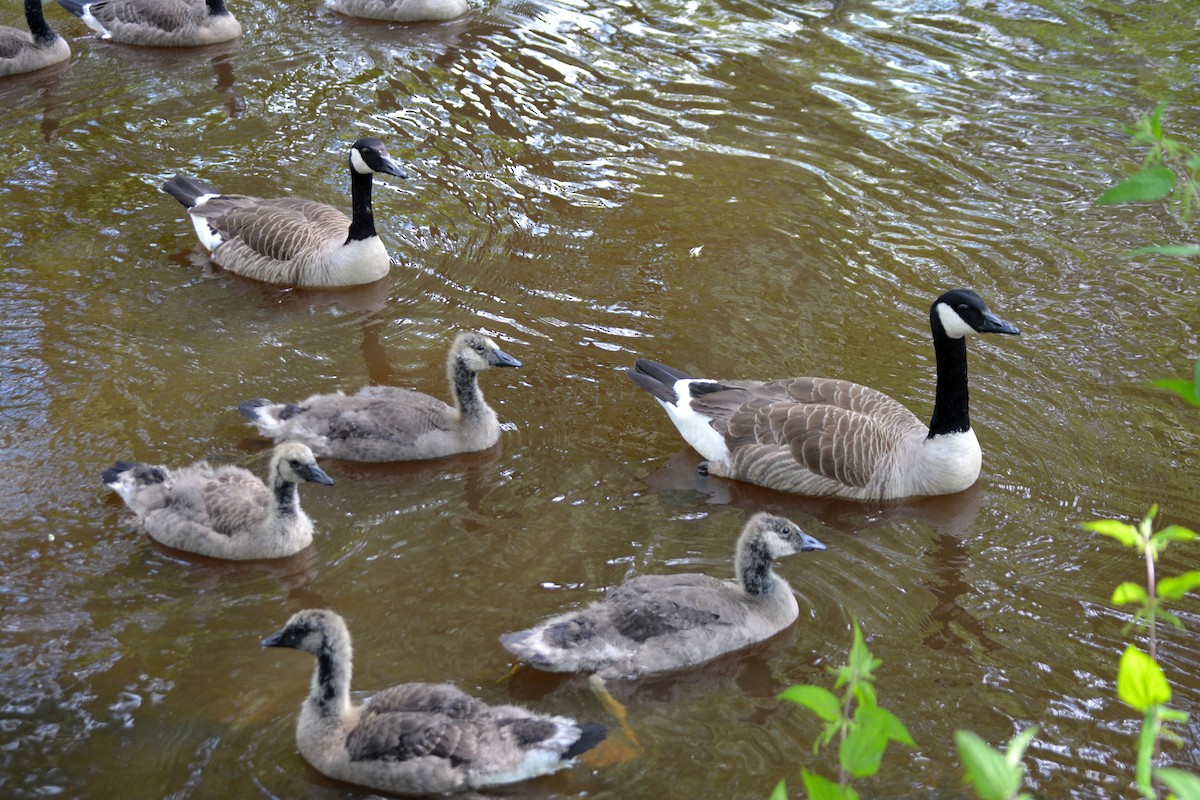 Canada Goose - ML620183797