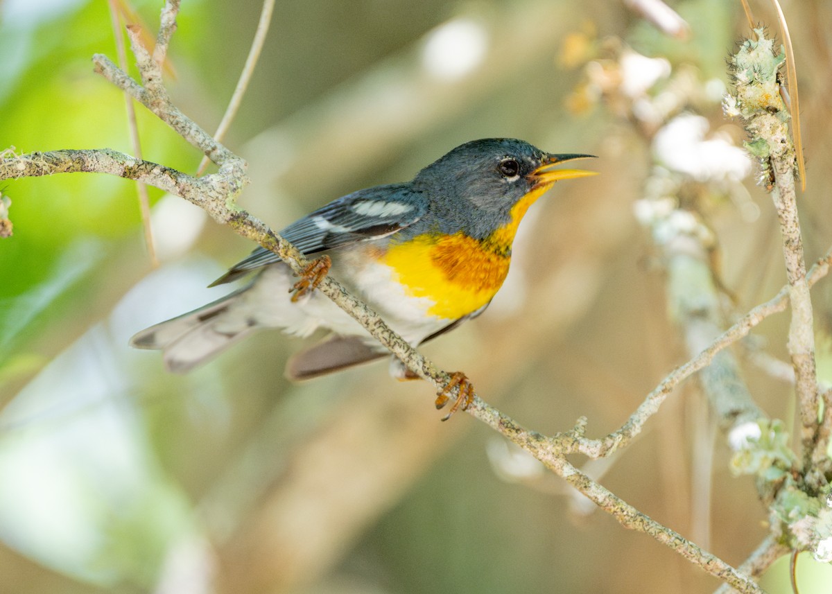 Northern Parula - ML620183802