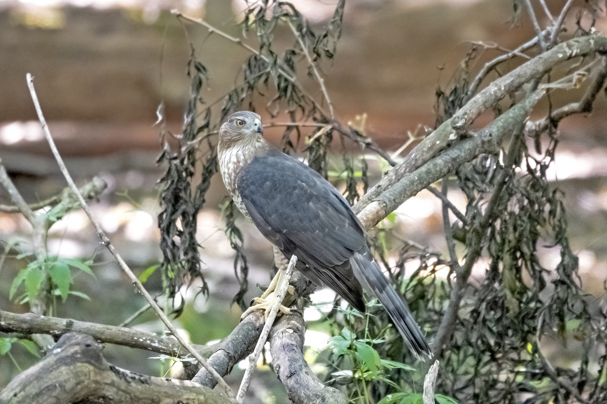 Cooper's Hawk - ML620183806