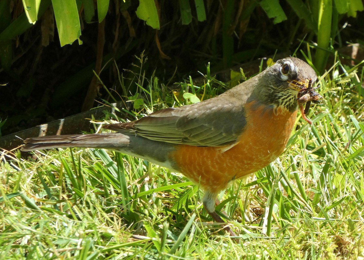 American Robin - ML620183811