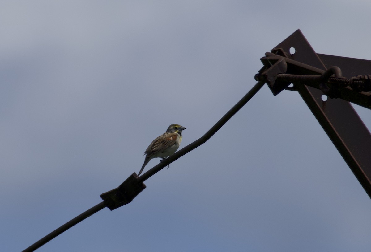 Dickcissel - ML620183817