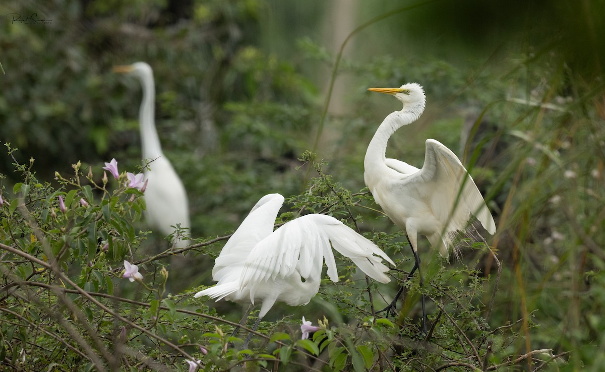 Medium Egret - ML620183820