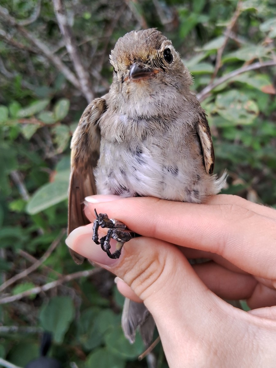 White-crested Elaenia - ML620183824