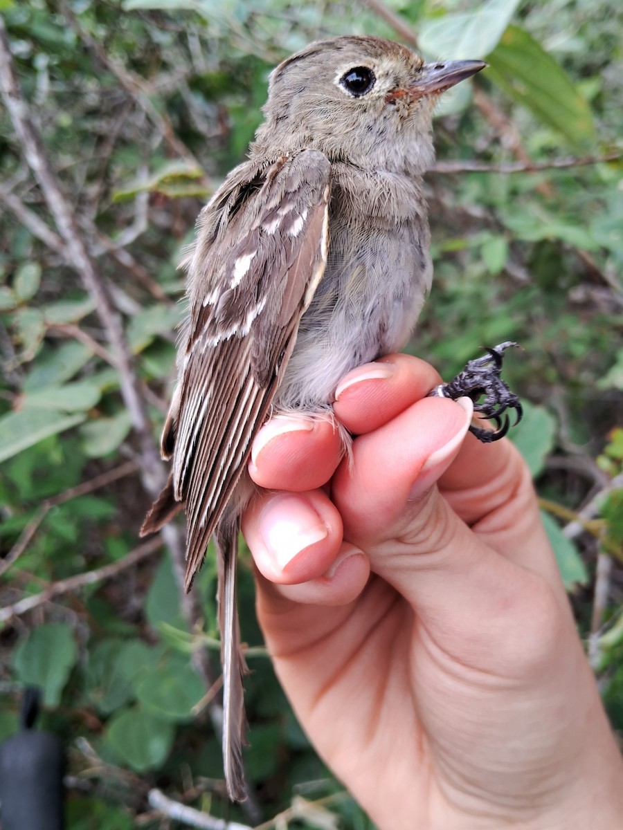 White-crested Elaenia - ML620183825