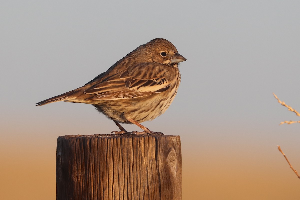 Lark Bunting - ML620183826