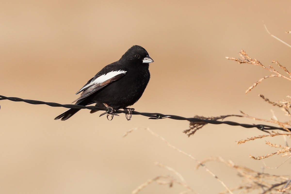 Lark Bunting - ML620183827