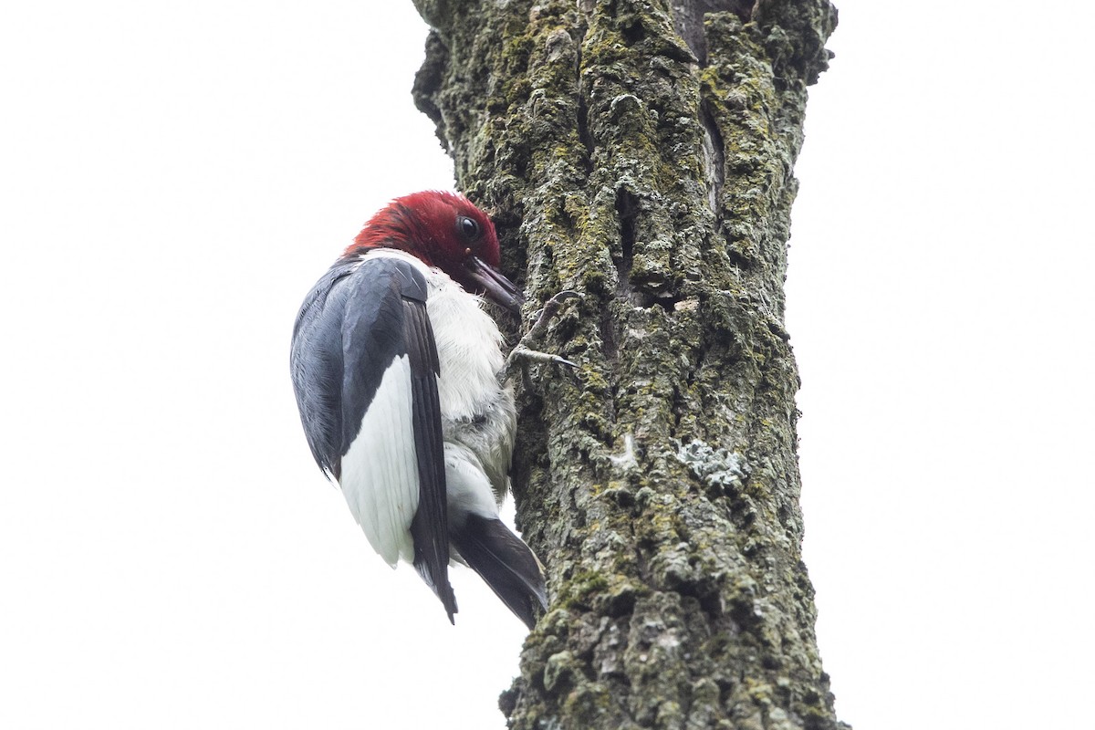 Red-headed Woodpecker - ML620183839