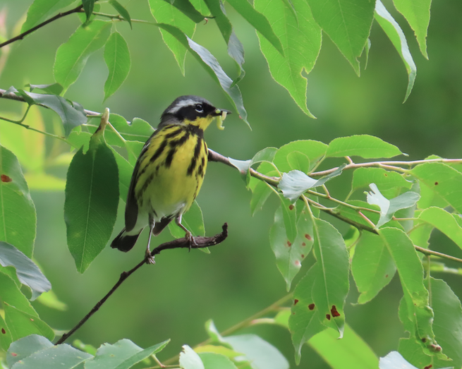 Magnolia Warbler - ML620183843