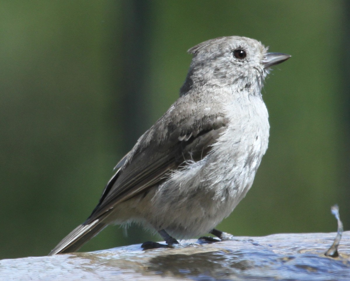 Oak Titmouse - ML620183847