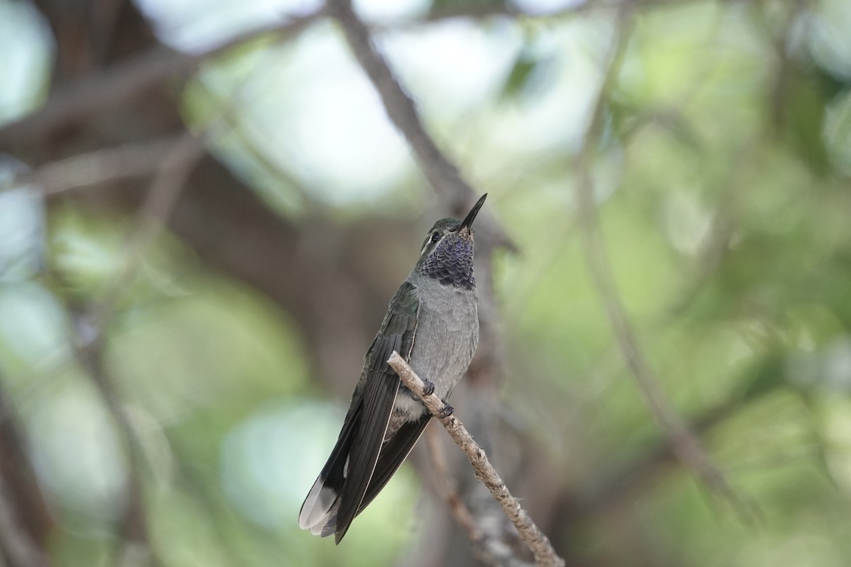 Colibrí Gorjiazul - ML620183848