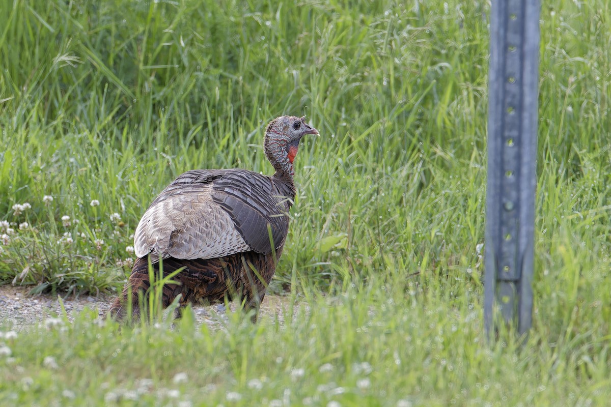 Wild Turkey - ML620183850