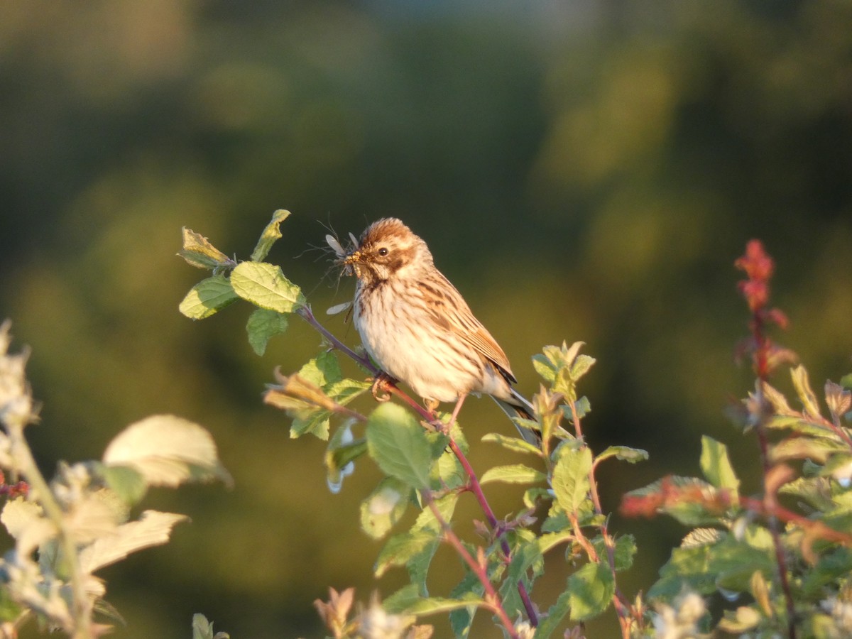 Reed Bunting - ML620183851