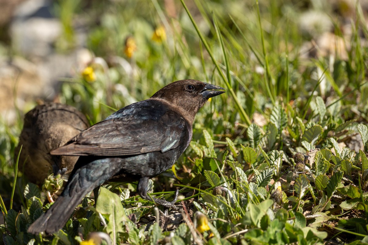 Brown-headed Cowbird - ML620183853