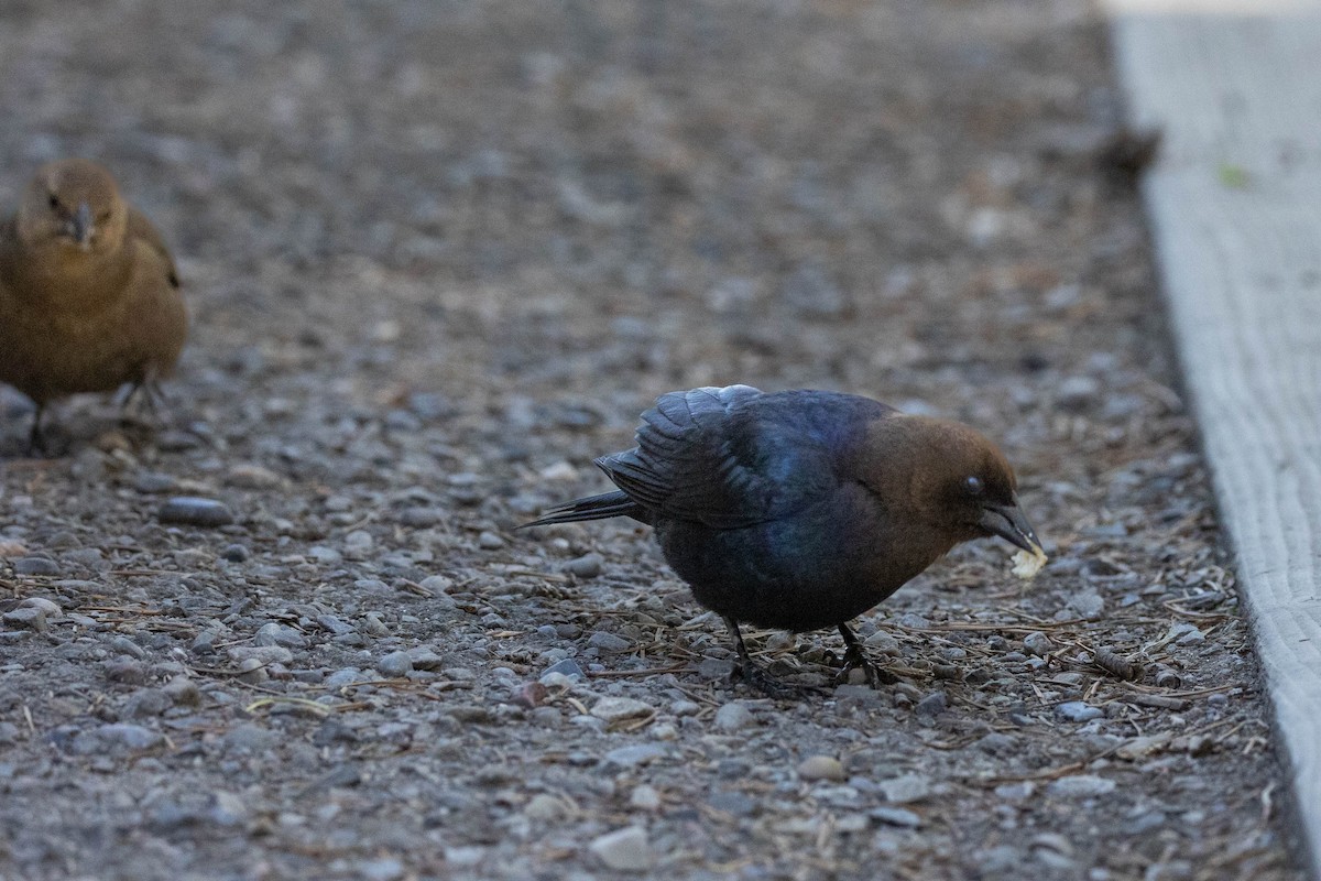 Brown-headed Cowbird - ML620183855