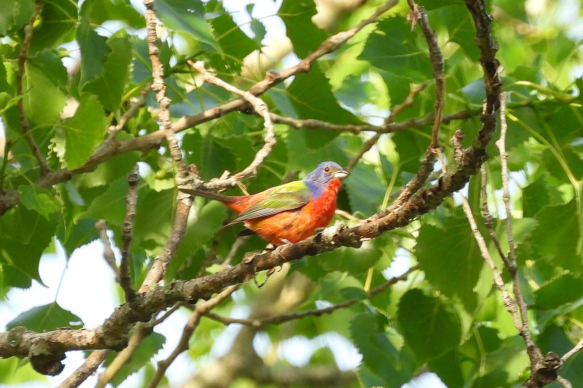 Painted Bunting - ML620183858