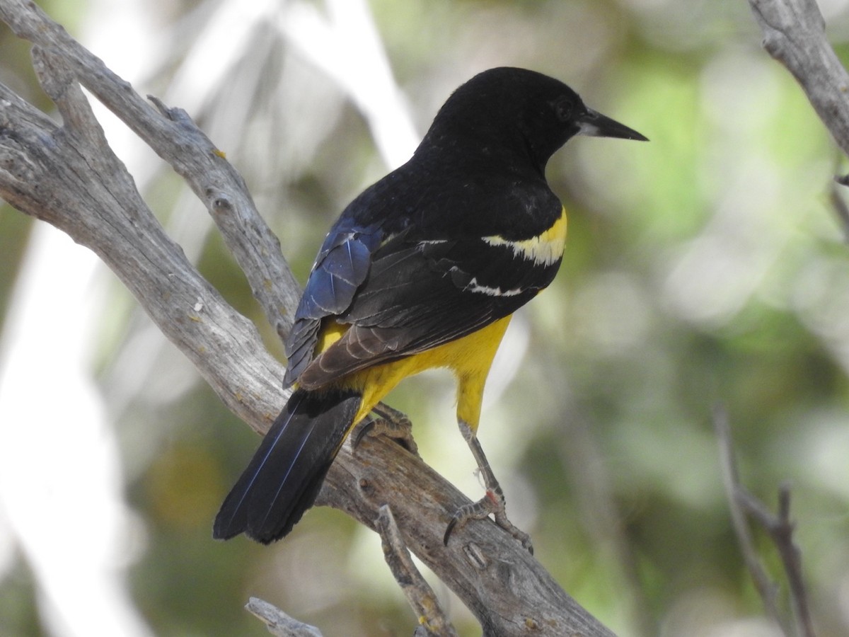 Oriole jaune-verdâtre - ML620183862