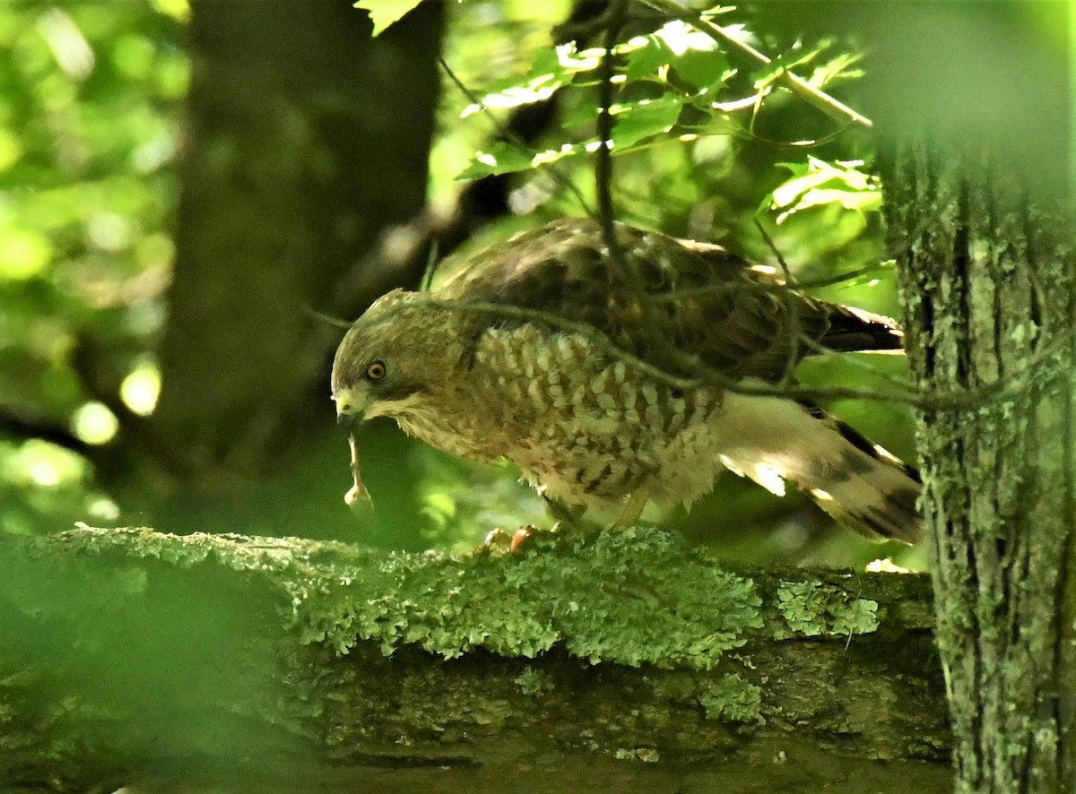 Broad-winged Hawk - ML620183867