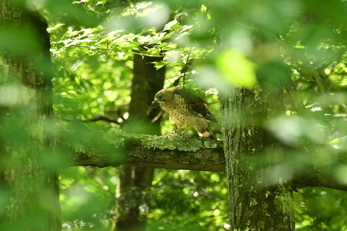 Broad-winged Hawk - ML620183869